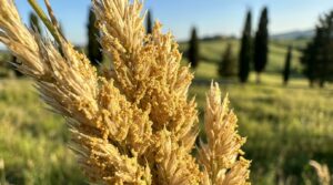 scopri come il polline di ambrosia e graminacee rappresenta un fastidioso nemico durante la primavera per molti italiani, causando allergie e disturbi respiratori.