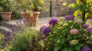Rinnovare aiuole: come potare lavanda e ortensie
